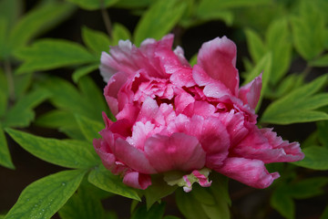 Tender pink, red and violet japanese camellia(s) with some raindrops on leaves.