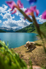 dog in mountains © Buebelina