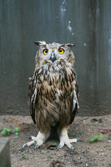 Cute owl