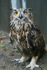 Cute owl