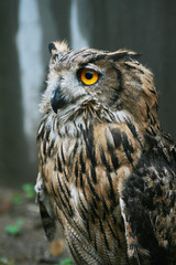 Cute owl