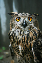 Cute owl