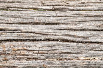 Old wood texture. Cracked eroded old tree.