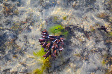 Green plant swims in clear water
