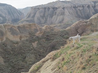 Panorama view of Cappadocia, ancient cave city in Turkey