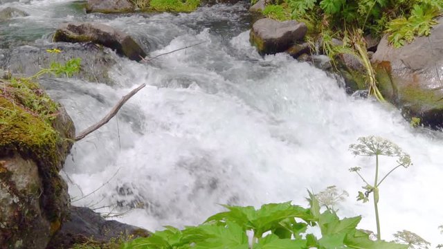 Mysterious mountainous jungle with trees bent over a rapid stream with rapids. Magical landscape of rainforest and river with rocks. . Georgia, Dashbashi. slow motion