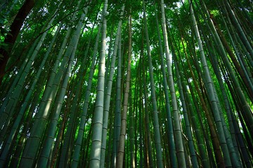 Bosque de bambú