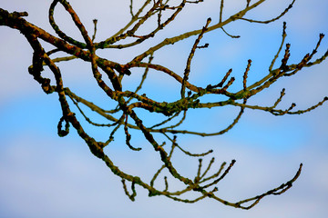 Blue sky with dried branches are verry beautiful natural background.