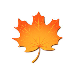 Autumn maple leaf, vector realistic orange leaf isolated in white background for seasonal design, foliage cards, Canada emplem, logo, icon, background, sales, promo dedicated to fall, Thanksgiving day