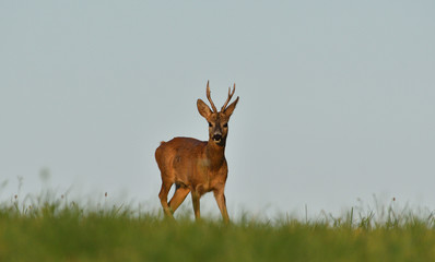 Obraz premium The roe buck with antler on the horizon during pairing season