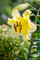 Fototapeta premium Yellow Lily flower close-up