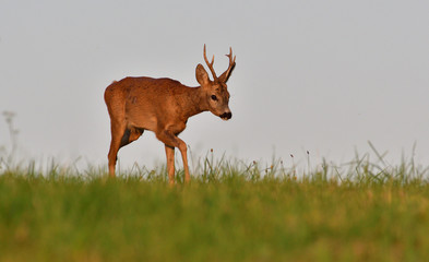 The roebuck jumping on the meadow in rut season