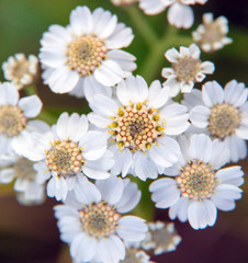 yarrow flowers macro. Achillea macrocephala © Alexander Ozerov