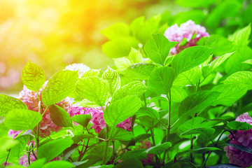 Green leaves at sunset time