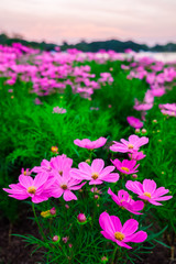 Closeup on cosmos flowers.Beautiful white cosmos flowers in the garden.