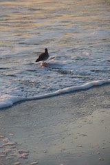 St Simon Island, Georgia