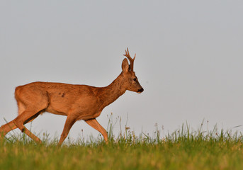 The roebuck jumping on the meadow in rut season