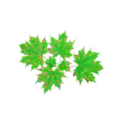 Fototapeta na wymiar Young maple isolated on white background, acer, top view. Disease of the leaves. Black spotting maple. Rhytisma acerinum