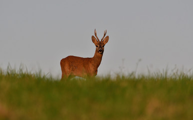 The roe buck with antler on the horizon during pairing season