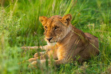 Obraz na płótnie Canvas A resting lioness in Murchison Falls National Park