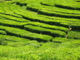 Organic tea plantation,  cultivation of Camellia sinensis plant.