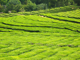 Tea plantation view with rows of tea shrubs.