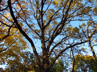 Sky view through autumn tree