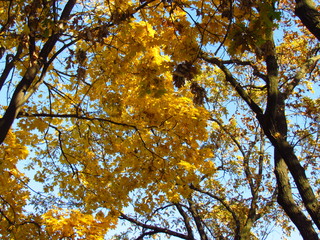 Yellow tree in autumn with blue sky background