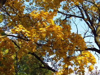 Bright yellow tree in autumn
