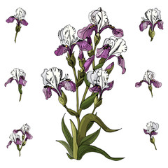 Set of bouquet  and single buds of iris flowers. Hand drawn ink and colored sketch. Collection of color  elements isolated on white background