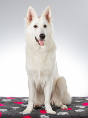 White shepherd dog portrait. Image taken in a studio with white background. 