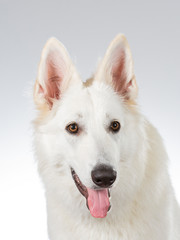 White shepherd dog portrait. Image taken in a studio with white background. 