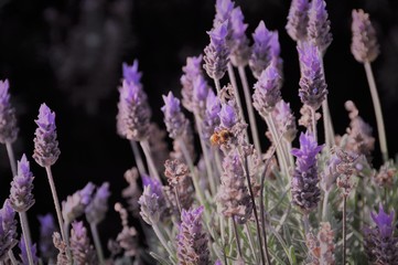 abelha buscando nectar em flores de lavanda