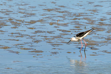 Black-winged Stilt (Himantopus himantopus) the open beak in the Camargue is a natural region...