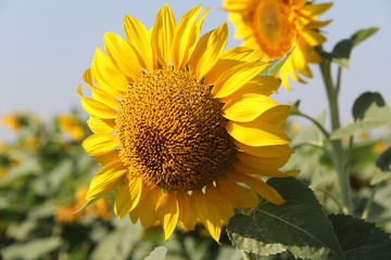 Obraz premium Happiness among sunflowers
