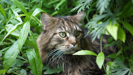 Naklejka na ściany i meble Big gray cat sitting in the garden bush. Maine coon