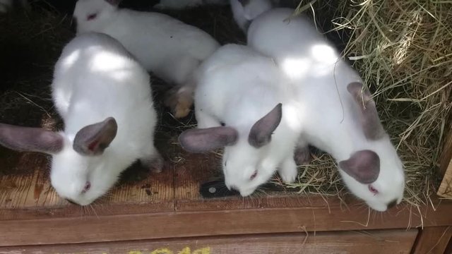 Young rabbits in a hutch European Rabbit - Oryctolagus cuniculus