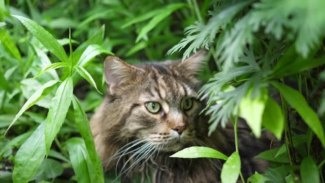 Big gray cat sitting in the garden bush. Maine coon