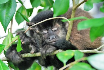 filhote de macaco dormindo entre os galhos da floresta