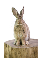 funny cute animal rabbit dreams sitting on a wooden stump