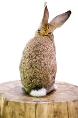 funny cute animal rabbit dreams sitting on a wooden stump © mikitiger