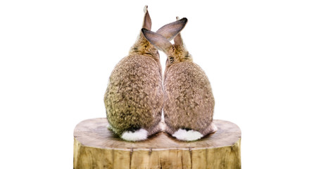 two cute animal rabbits man and woman love each other on a white background, family, abstraction