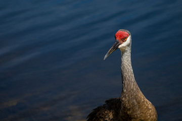 Sandhill Crane