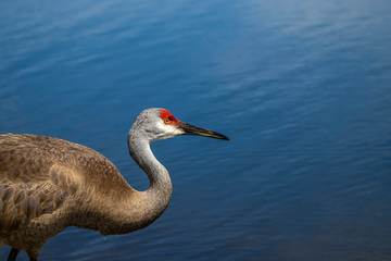 Sandhill Crane
