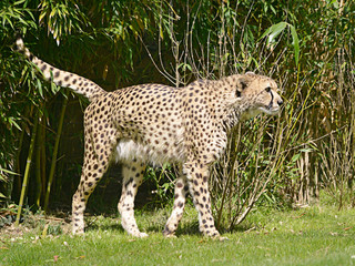 African Cheetah (Acinonyx jubatus) walking on grass seen from profile