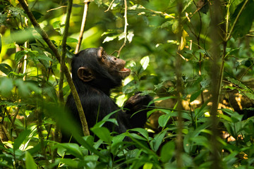 A chimp sitting on the ground in Kibale forest