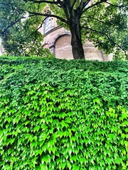Fototapeta na wymiar Ivy filled alley Cologne Germany 