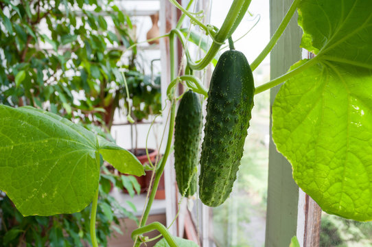 Green cucumber growing on the balcony of the house.