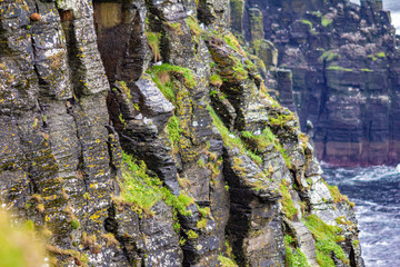 Cliff of limestone rock with moss and common gulls in the coastal walk route from Doolin to the Cliffs of Moher, Wild Atlantic Way, spring day in county Clare in Ireland
