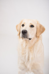 The dog golden retriever is looking in camera over white